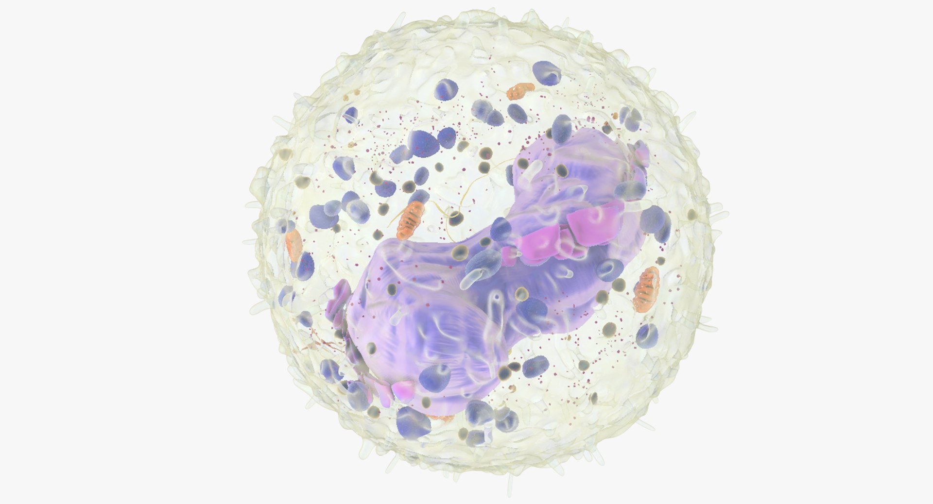 white blood cells 3D model https://p.turbosquid.com/ts-thumb/6F/Pc8sNv/h6zysuYK/basophil_02/jpg/1520627713/1920x1080/fit_q87/396bda32c104e285fa166371b89d011aba666dce/basophil_02.jpg