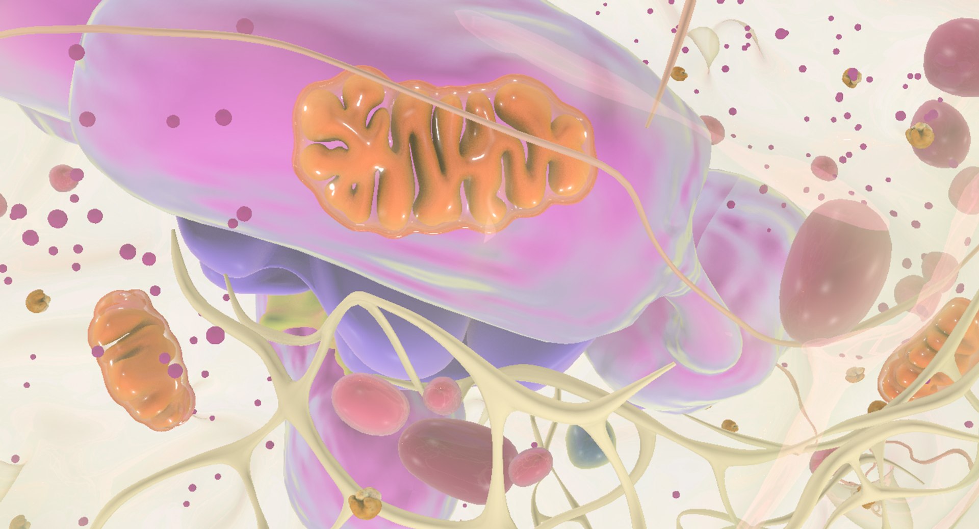 white blood cells 3D model https://p.turbosquid.com/ts-thumb/6F/Pc8sNv/keVcv9cX/netrophil_12/jpg/1520434261/1920x1080/fit_q87/9ab1b9a9fa47b56f6839ff7f02031329984d4f61/netrophil_12.jpg