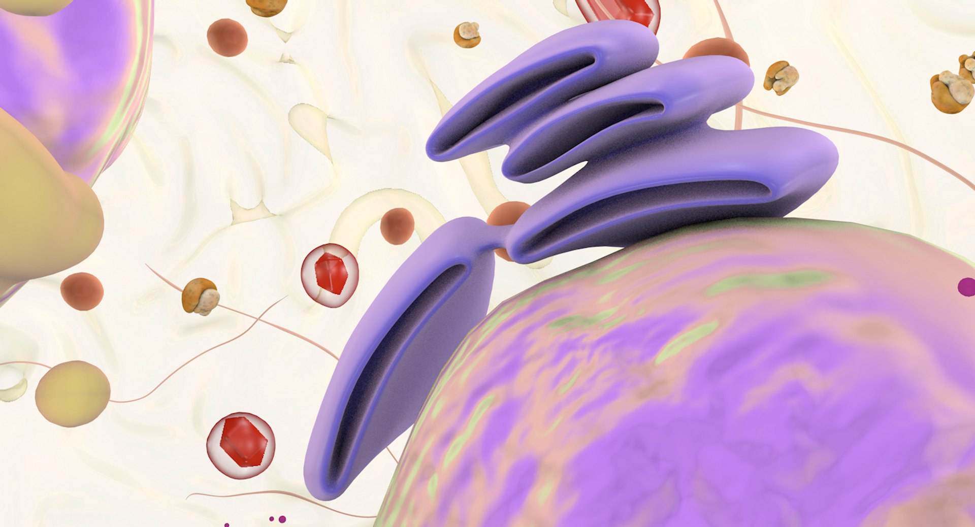 white blood cells 3D model https://p.turbosquid.com/ts-thumb/6F/Pc8sNv/mYmSQLn3/eosinophil_10/jpg/1520590794/1920x1080/fit_q87/acb742ab062622e0f92389f54d4a9d1ea5486d38/eosinophil_10.jpg