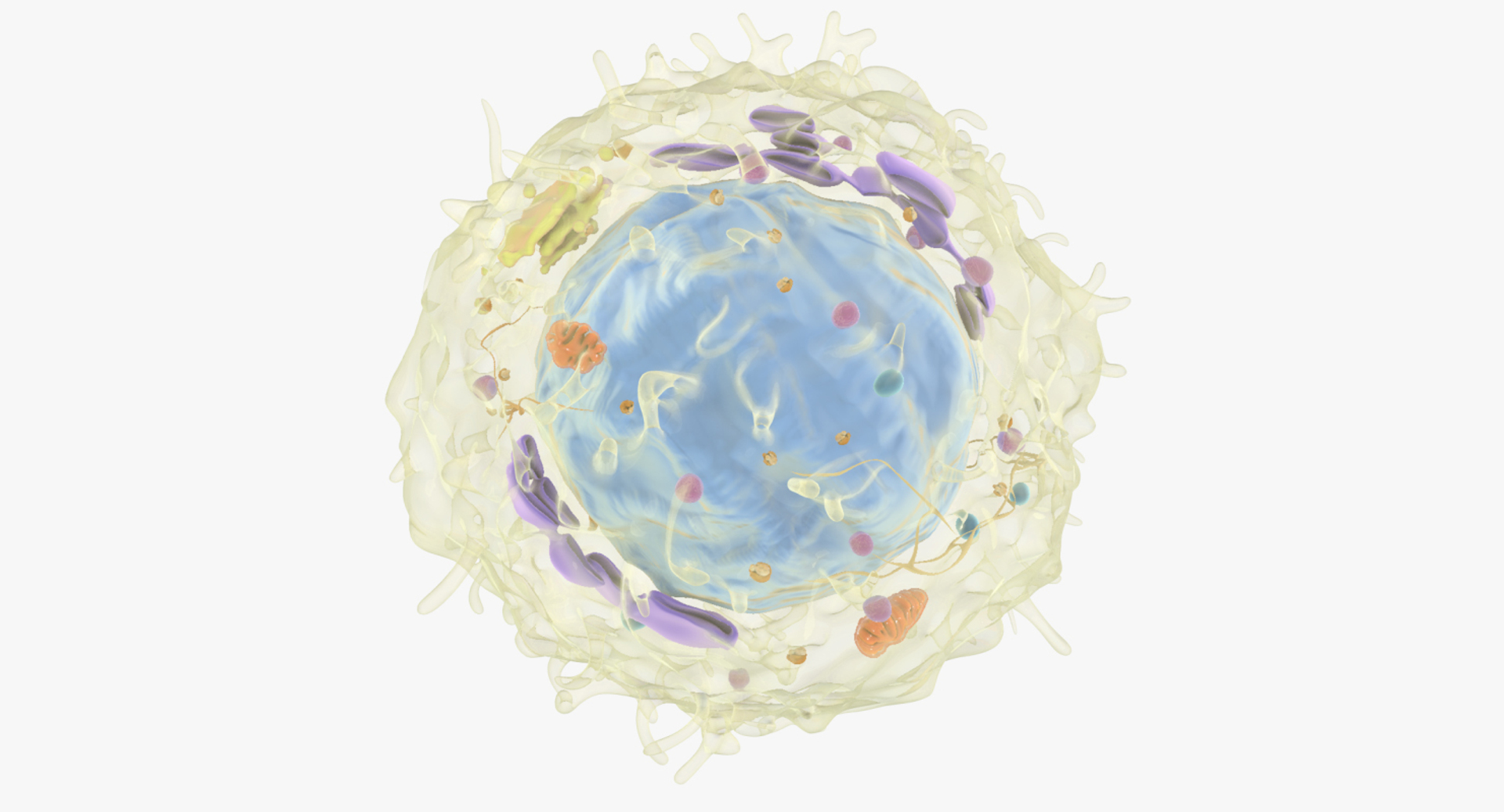 white blood cells 3D model https://p.turbosquid.com/ts-thumb/6F/Pc8sNv/oEfhmDsa/lymphocyte/jpg/1520424346/1920x1080/turn_fit_q99/bc898798928861eef92adc8ee849e1a2ed2be831/lymphocyte-1.jpg
