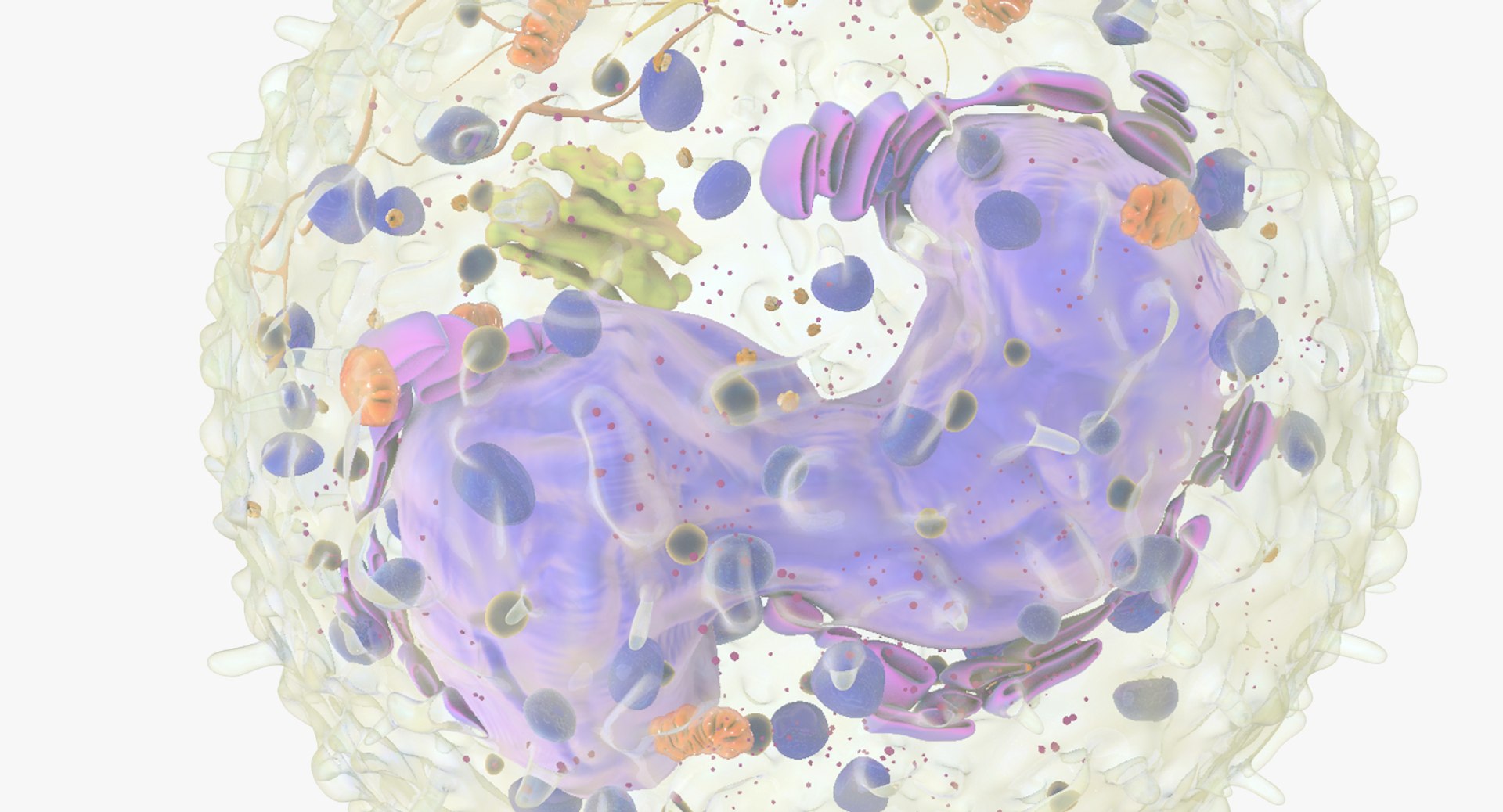 white blood cells 3D model https://p.turbosquid.com/ts-thumb/6F/Pc8sNv/pNJtktSo/basophil_05/jpg/1520627713/1920x1080/fit_q87/702da834d6f0323eb16f4ccbda115e175d17f428/basophil_05.jpg