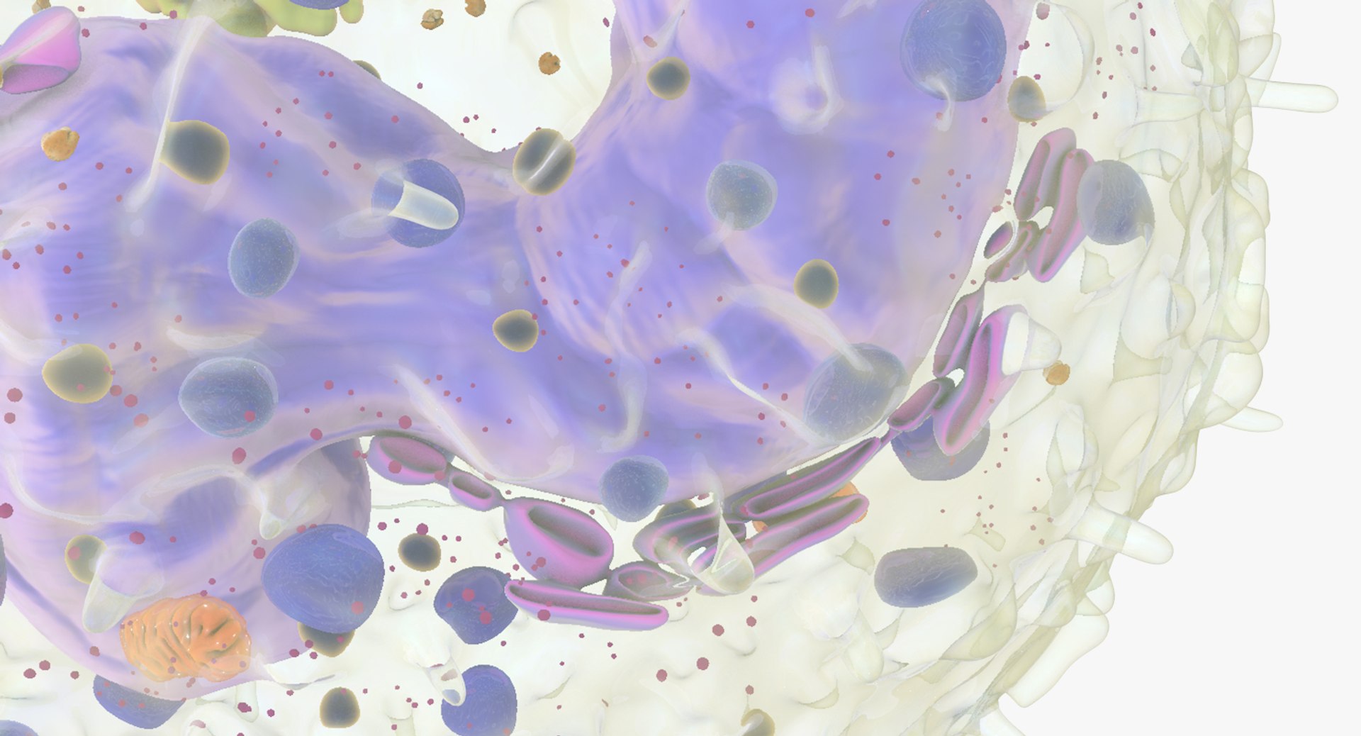 white blood cells 3D model https://p.turbosquid.com/ts-thumb/6F/Pc8sNv/tc6HQs7v/basophil_09/jpg/1520627713/1920x1080/fit_q87/fe96cc6a36e24912273ac7fe16ae442f08d89dbd/basophil_09.jpg