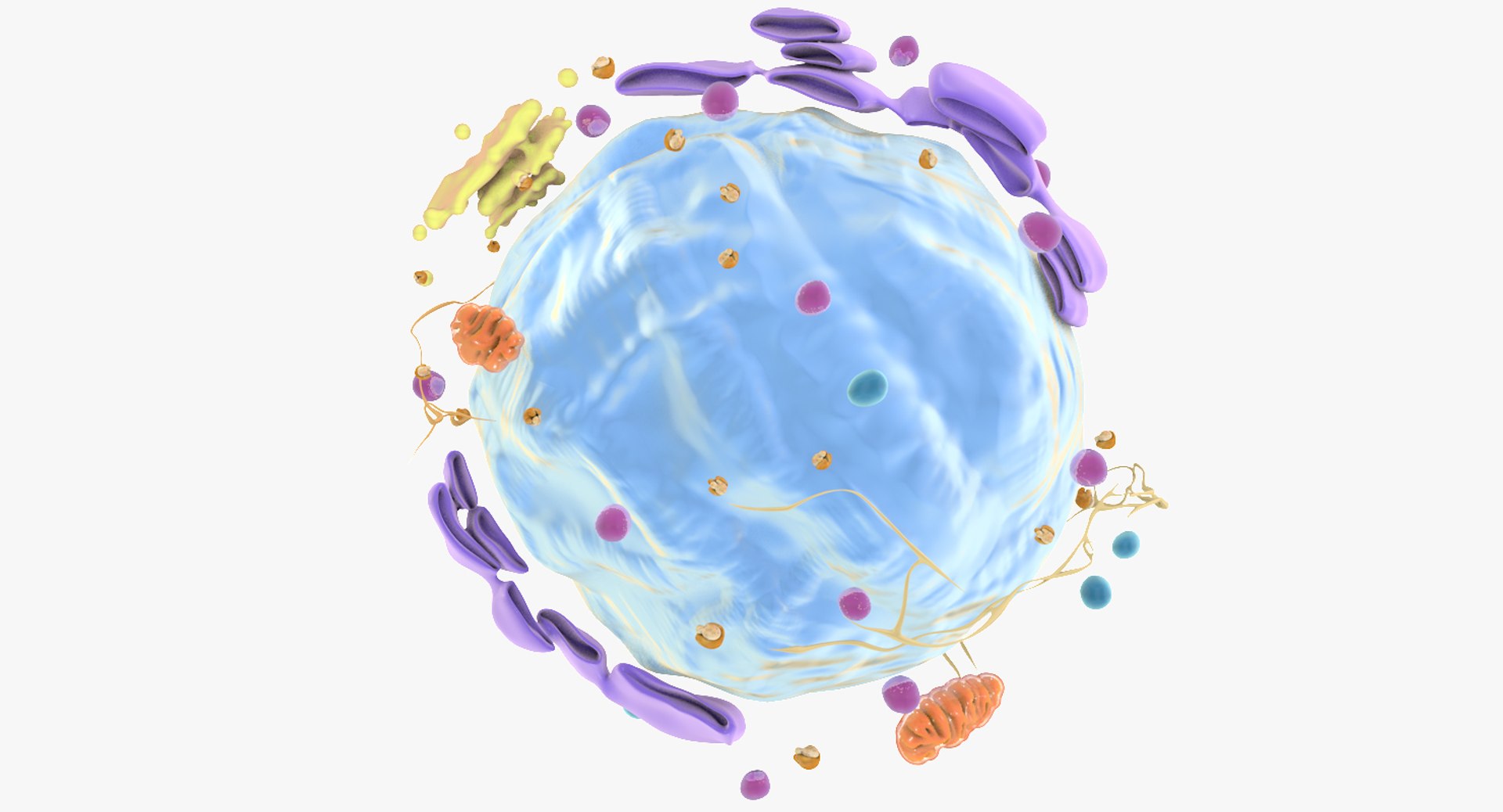 white blood cells 3D model https://p.turbosquid.com/ts-thumb/6F/Pc8sNv/vw1kUZ7C/lymphocyte_17/jpg/1520675459/1920x1080/fit_q87/54170e28fc9f0ae12dc8b661c6c32592dd815d90/lymphocyte_17.jpg