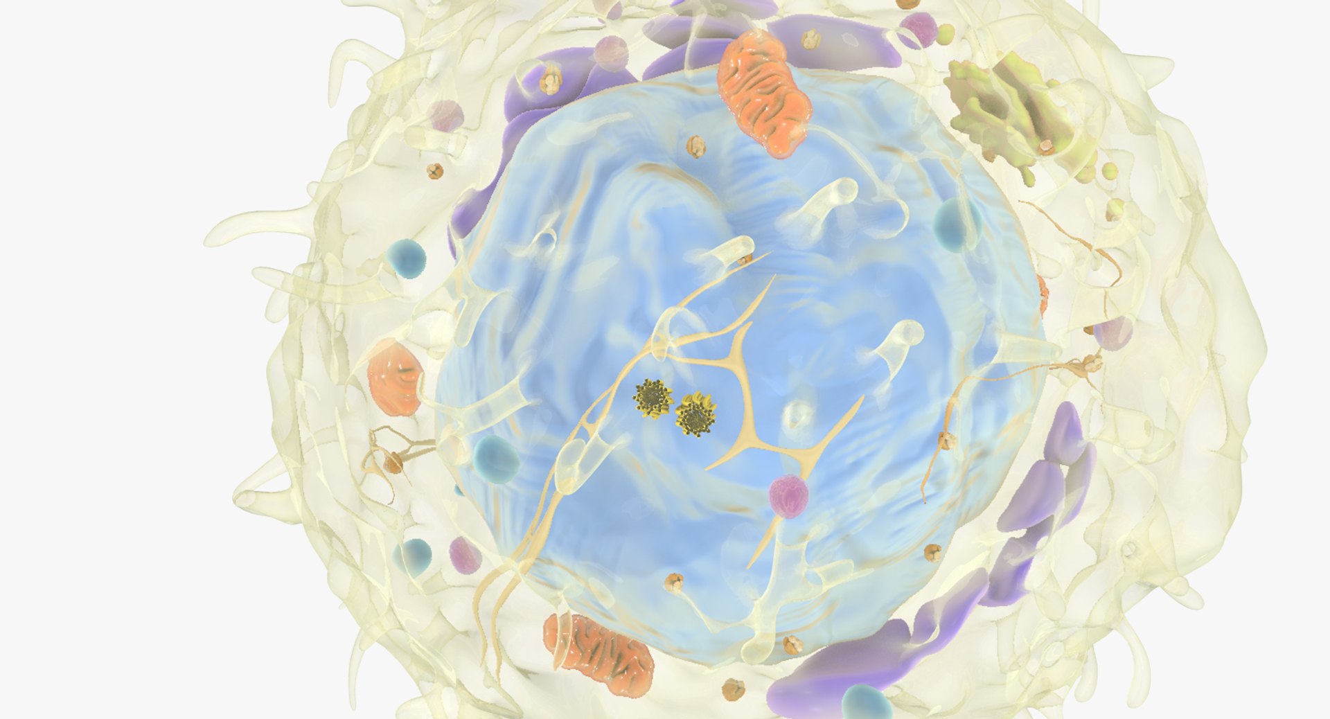 white blood cells 3D model https://p.turbosquid.com/ts-thumb/6F/Pc8sNv/z4eSndOR/lymphocyte_06/jpg/1520674993/1920x1080/fit_q87/61045416e1c1acf1c7f0b6e4244a308b870189ac/lymphocyte_06.jpg