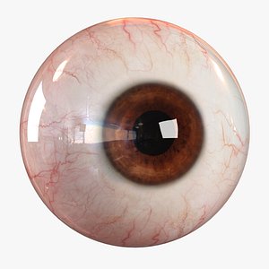 3d realistic human eye - model