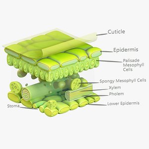 Leaf Anatomy Layers Structure