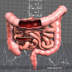 human large small intestines 3d max
