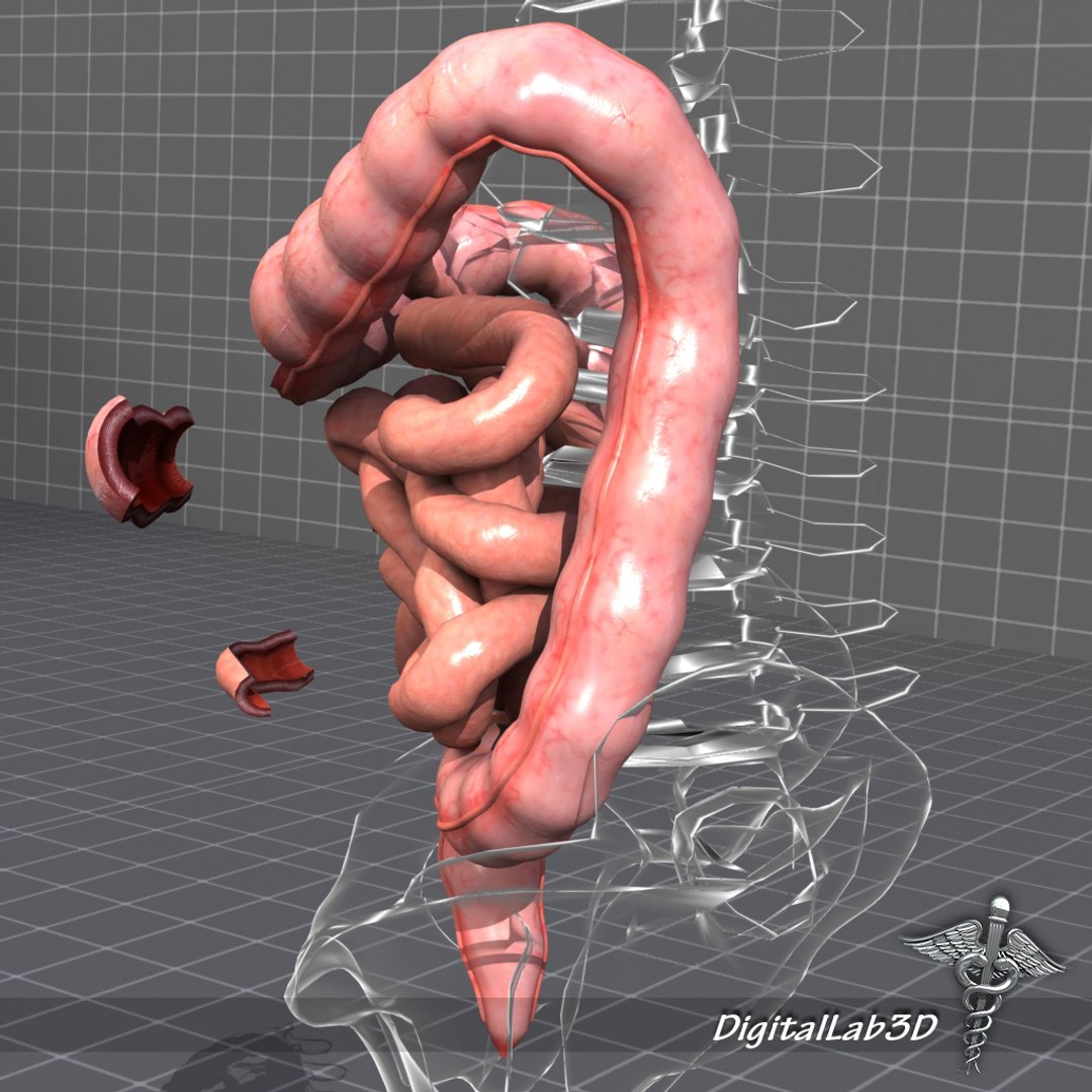 human large small intestines 3d max https://p.turbosquid.com/ts-thumb/6F/dq22KX/DBJB38bm/dl3d_intestines_6/jpg/1274197510/1920x1080/fit_q87/71fdaee122e2286eb6ceefcae4c37a9c9c88c5f1/dl3d_intestines_6.jpg
