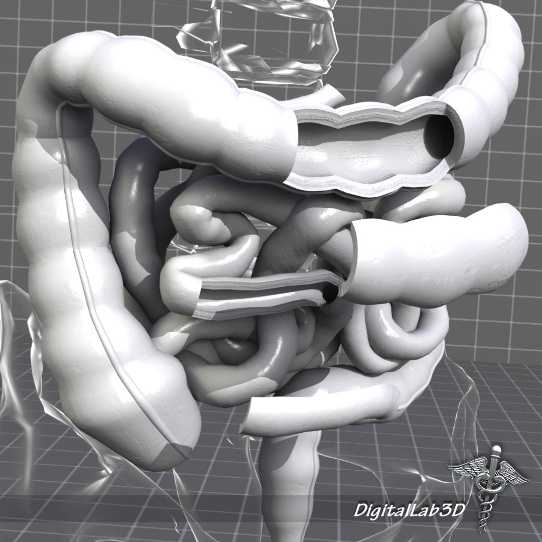 human large small intestines 3d max https://p.turbosquid.com/ts-thumb/6F/dq22KX/EgjUgQv8/dl3d_intestines_grayscale/jpg/1274197510/1920x1080/fit_q87/6c8f46713012d2a416e97e1f666cc83e179f4029/dl3d_intestines_grayscale.jpg