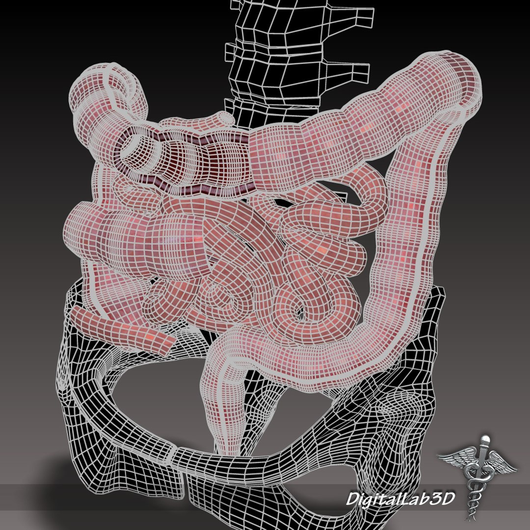 human large small intestines 3d max https://p.turbosquid.com/ts-thumb/6F/dq22KX/SqGGJAfR/dl3d_intestines_wireframe/jpg/1274197510/1920x1080/fit_q87/148262e4d440a9510545d514b467adbdd5fe2131/dl3d_intestines_wireframe.jpg
