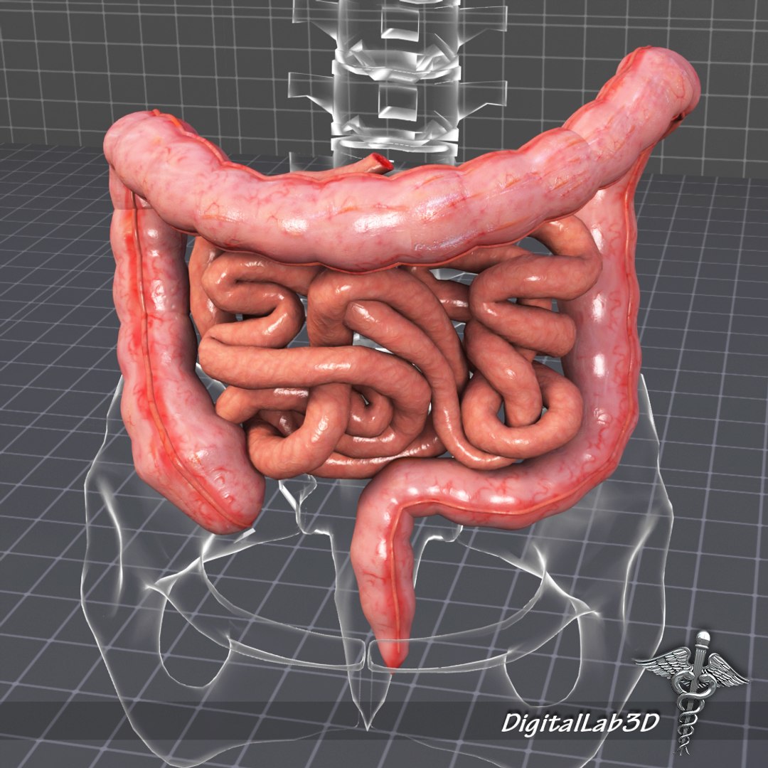 human large small intestines 3d max https://p.turbosquid.com/ts-thumb/6F/dq22KX/TUUt2ZEQ/dl3d_intestines_1/jpg/1274197509/1920x1080/fit_q87/338a760fdcfec161bbb9bd48defc55c61958859d/dl3d_intestines_1.jpg