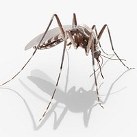 Female Mosquito Fur Rigged For Blender