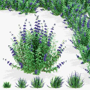 Caryopteris clandonensis 2 model