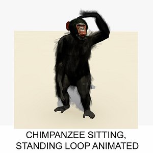 Animated Sitting Standing Sitting Chimpanzee