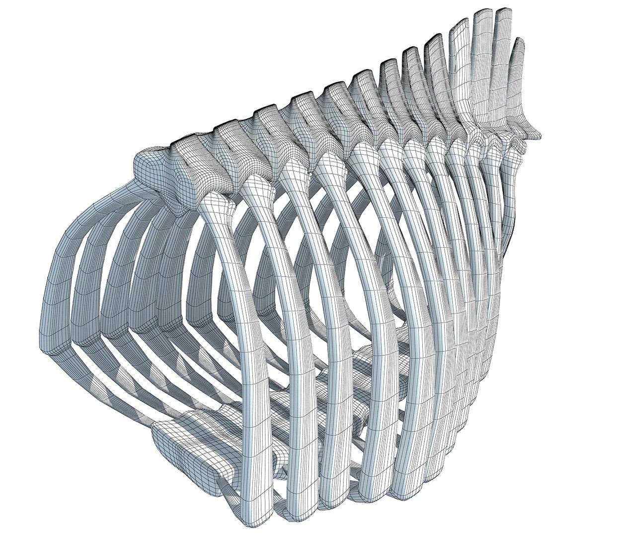 Animal Rib Cage 3D - TurboSquid 1177766