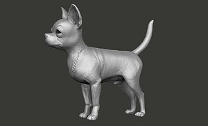Chihuahua dog