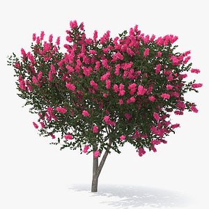 evergreen small tree myrtle 3D model