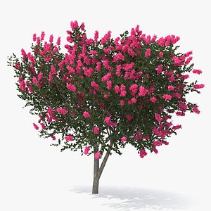 Evergreen Small Tree Myrtle