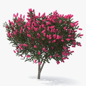 Evergreen Small Tree Myrtle