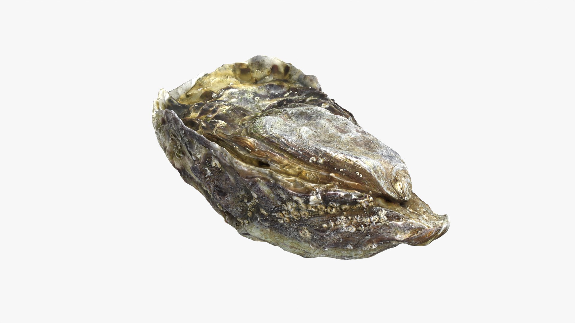 Oyster 01 3D model https://p.turbosquid.com/ts-thumb/6G/Sv1spe/1c/oyster01_04/png/1747069158/1920x1080/fit_q87/651a889c37e4db89d526844d0b411d4788f6e86d/oyster01_04.jpg