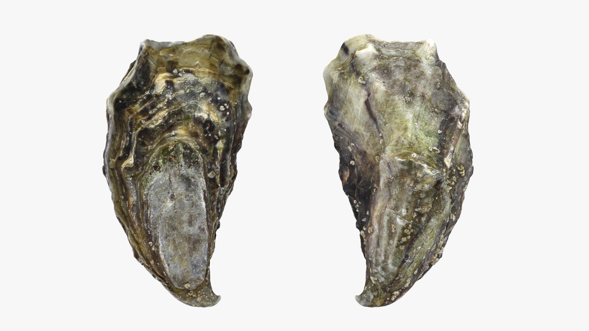 Oyster 01 3D model https://p.turbosquid.com/ts-thumb/6G/Sv1spe/4M/oyster01_01b/png/1747069156/1920x1080/fit_q87/79e20019ec1528772c36a0ff2a42b56d60b291f2/oyster01_01b.jpg