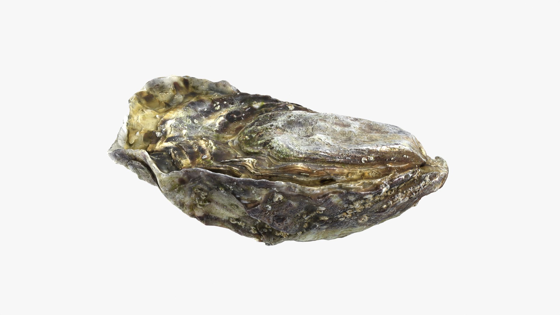Oyster 01 3D model https://p.turbosquid.com/ts-thumb/6G/Sv1spe/5u/oyster01_10/png/1747069165/1920x1080/fit_q87/bfe8e2472025900f89e6b7fdfa1cc6be3c422525/oyster01_10.jpg