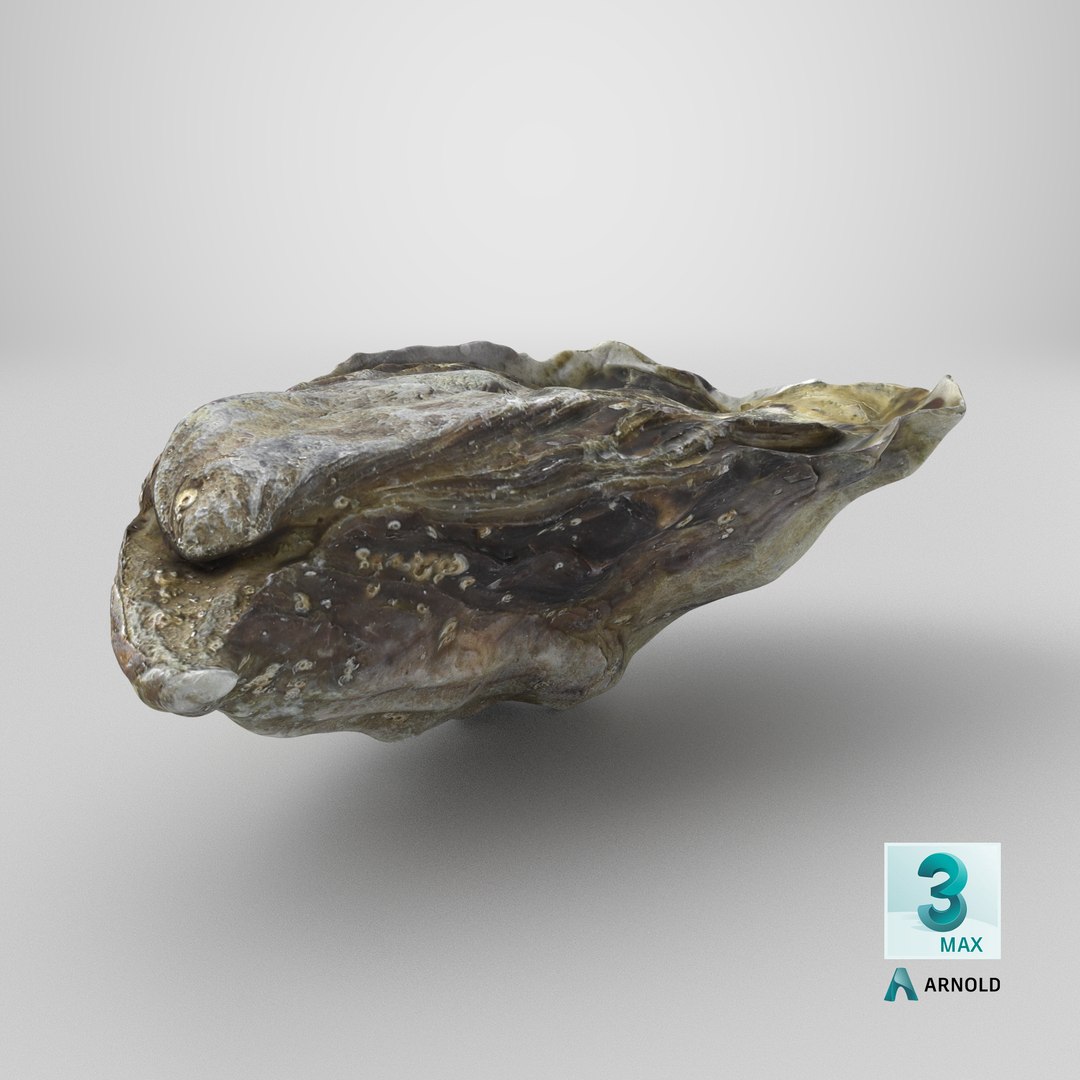 Oyster 01 3D model https://p.turbosquid.com/ts-thumb/6G/Sv1spe/9M/stemcell_max_arnold_render/png/1747290582/1920x1080/fit_q87/e35dccc33a36c223296c1ffa1338cfa7188fcb4c/stemcell_max_arnold_render.jpg