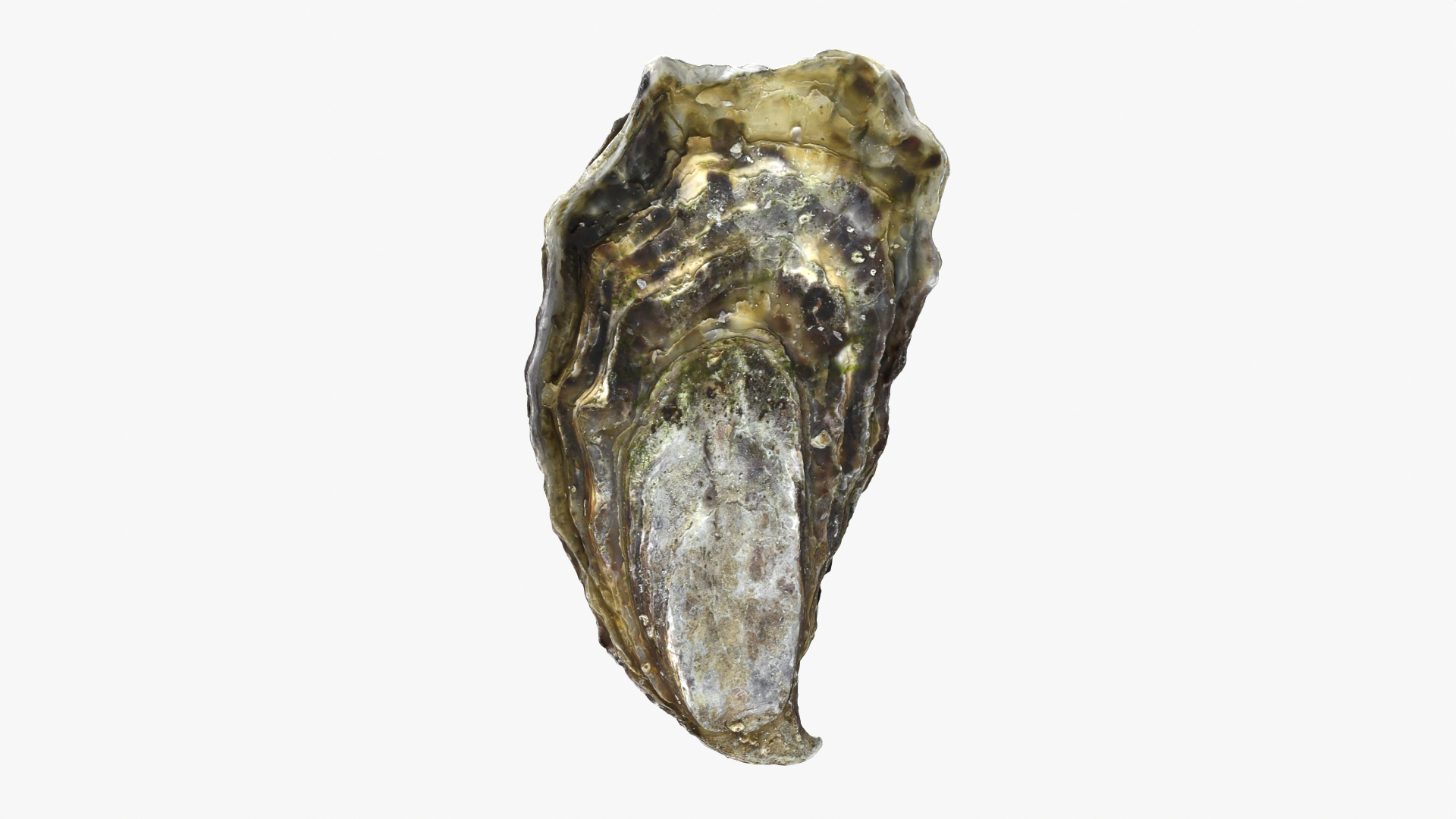 Oyster 01 3D model https://p.turbosquid.com/ts-thumb/6G/Sv1spe/JD/oyster01/png/1747069116/1920x1080/turn_fit_q99/adfae7610bee548c4765fa46be053ce3d91576dd/oyster01-1.jpg