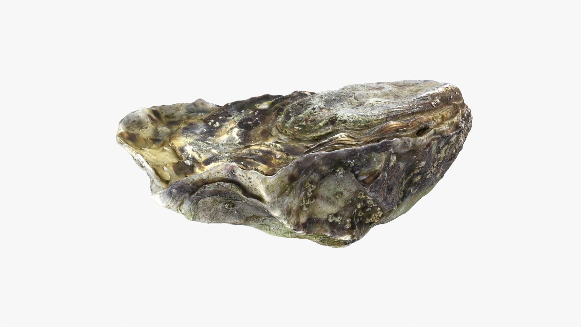 Oyster 01 3D model https://p.turbosquid.com/ts-thumb/6G/Sv1spe/OB/oyster01_08/png/1747069162/1920x1080/fit_q87/9bce04f94ba88efea61968c5333957b63a2f7b06/oyster01_08.jpg