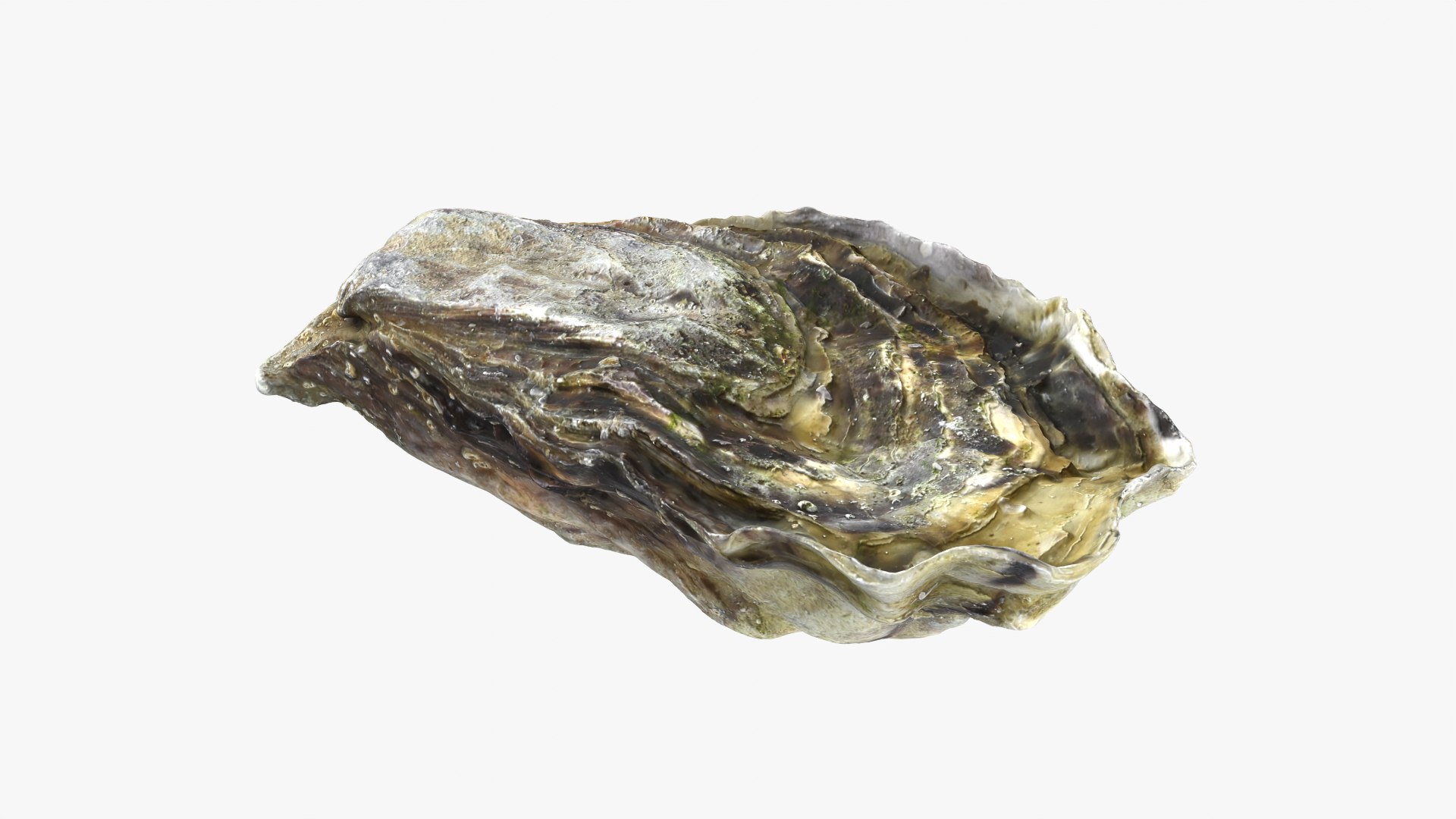 Oyster 01 3D model https://p.turbosquid.com/ts-thumb/6G/Sv1spe/QV/oyster01_06/png/1747069160/1920x1080/fit_q87/1c93ba33c784517bb18ce7fc83633046c3c88f63/oyster01_06.jpg