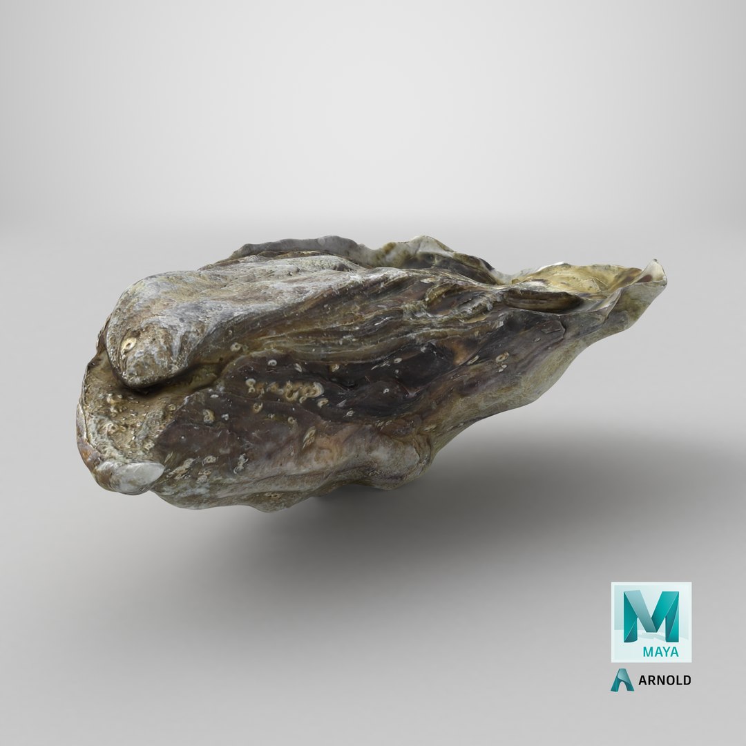 Oyster 01 3D model https://p.turbosquid.com/ts-thumb/6G/Sv1spe/ar/stemcell_maya_arnold_render/png/1747290573/1920x1080/fit_q87/e17f24646a6210254a8d107b823f8e33ae8fafda/stemcell_maya_arnold_render.jpg