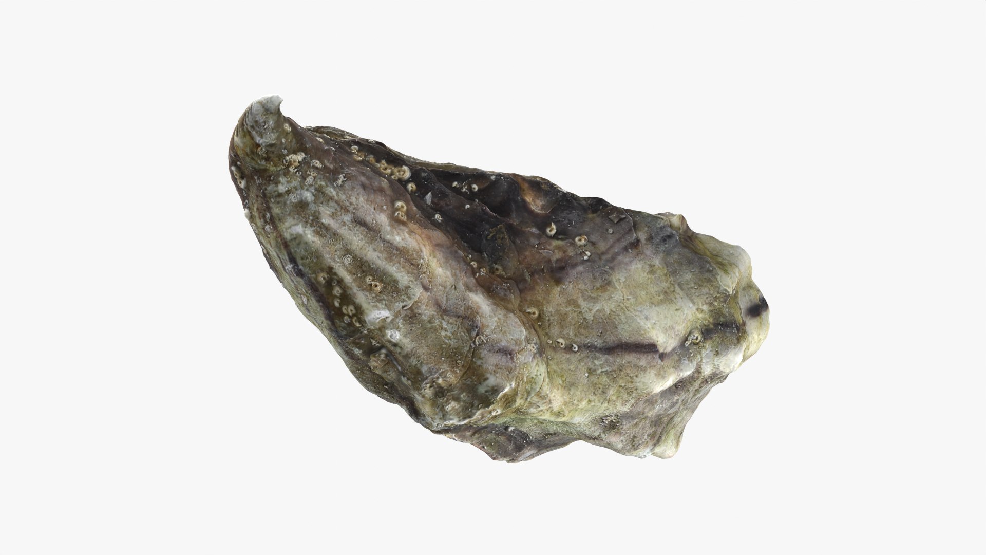 Oyster 01 3D model https://p.turbosquid.com/ts-thumb/6G/Sv1spe/jy/oyster01_07/png/1747069162/1920x1080/fit_q87/f771fe3cf7e2150c6cd49bae921db347df94cc63/oyster01_07.jpg