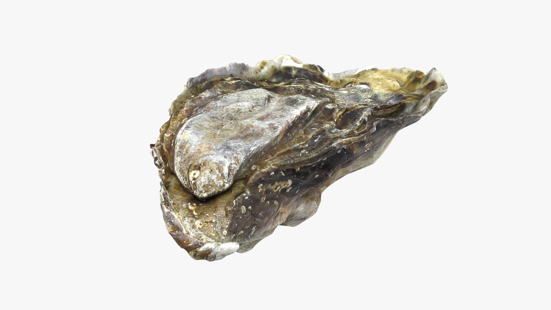 Oyster 01 3D model https://p.turbosquid.com/ts-thumb/6G/Sv1spe/p6/oyster01_11/png/1747069166/1920x1080/fit_q87/8f4ff6ebec1c08347e2318f39f91074dc0948aa1/oyster01_11.jpg
