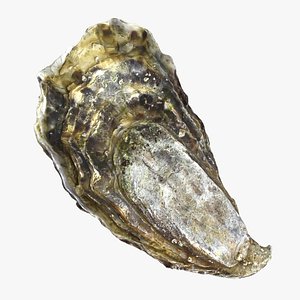 Oyster 01 3D model