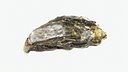 Oyster 01