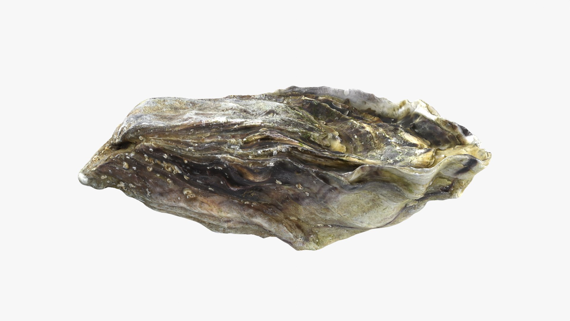Oyster 01 3D model https://p.turbosquid.com/ts-thumb/6G/Sv1spe/wK/oyster01_02/png/1747069157/1920x1080/fit_q87/7260a7b88ed35d964b83486ffb13221e84f8859d/oyster01_02.jpg