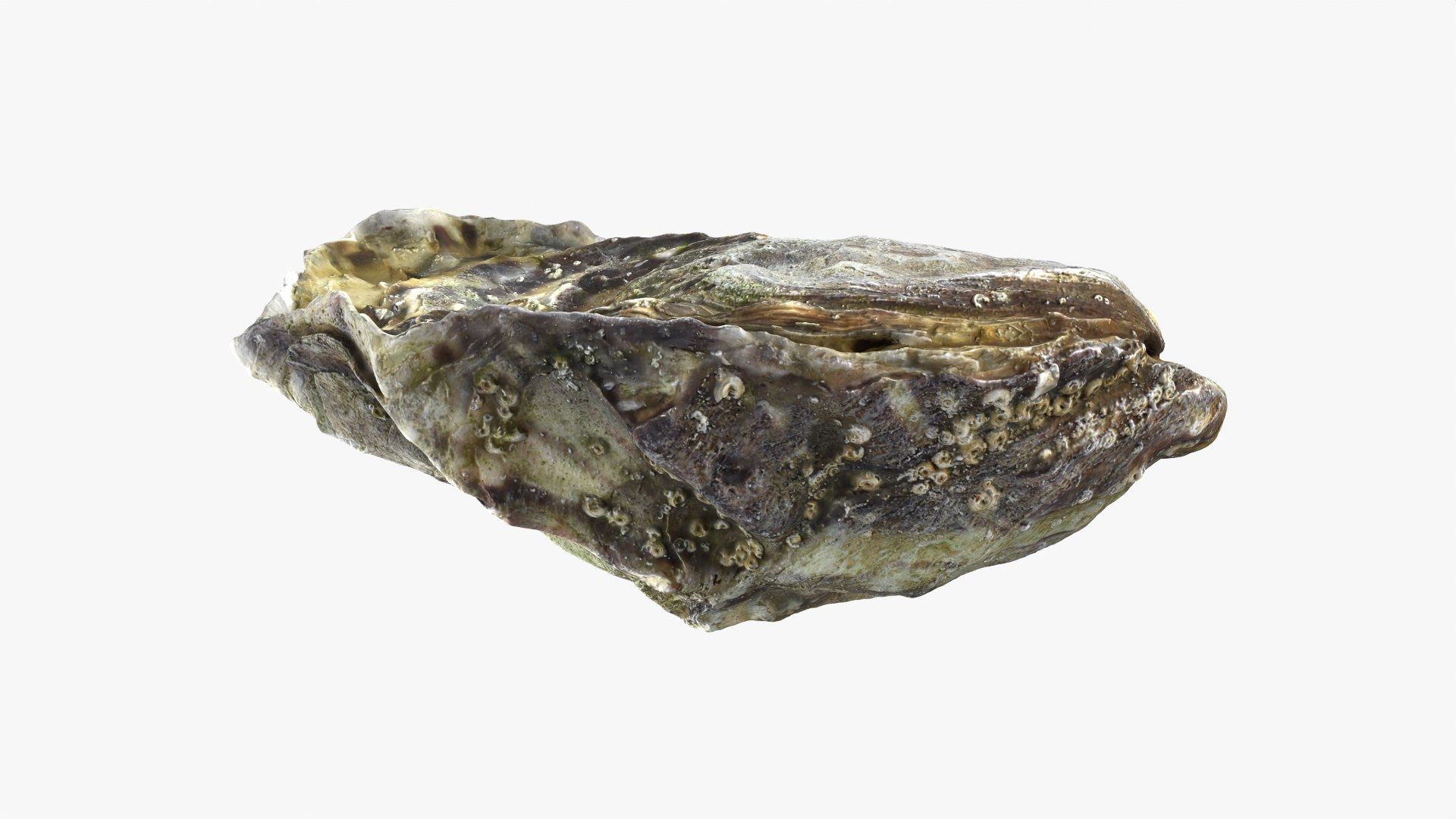 Oyster 01 3D model https://p.turbosquid.com/ts-thumb/6G/Sv1spe/wv/oyster01_05/png/1747069160/1920x1080/fit_q87/1f1d2d8db717141d7a57e5f5e1aab988a09a16dd/oyster01_05.jpg
