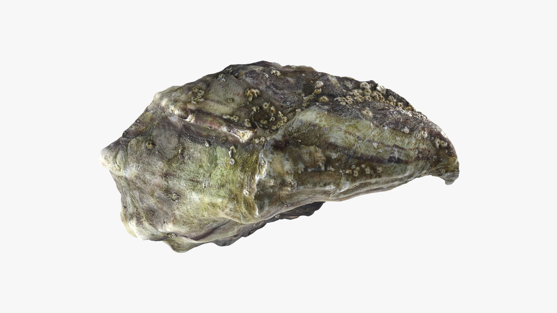 Oyster 01 3D model https://p.turbosquid.com/ts-thumb/6G/Sv1spe/ya/oyster01_09/png/1747069164/1920x1080/fit_q87/68b11c09e6f19347f47a3726388132af84562405/oyster01_09.jpg