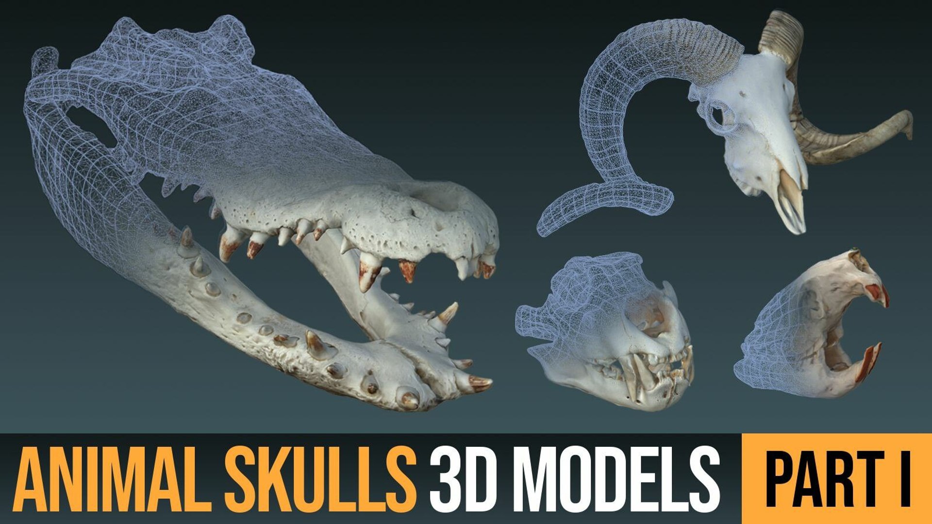 Animal Skulls 3D Models OBJ 3D model TurboSquid 1994804