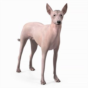 Mexican Hairless Dog Xolo Fur for Maya 3D model