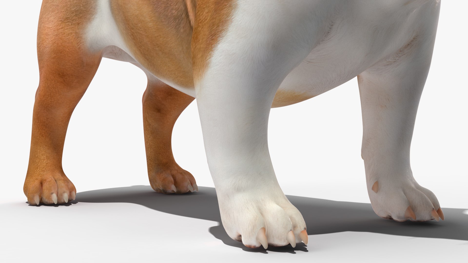 Bulldog 3D model - TurboSquid 2177593