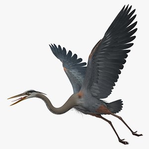 Ardea Herodias "Great Blue Heron"