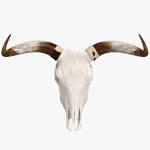 3D Cattle Cow Skull and Horns
