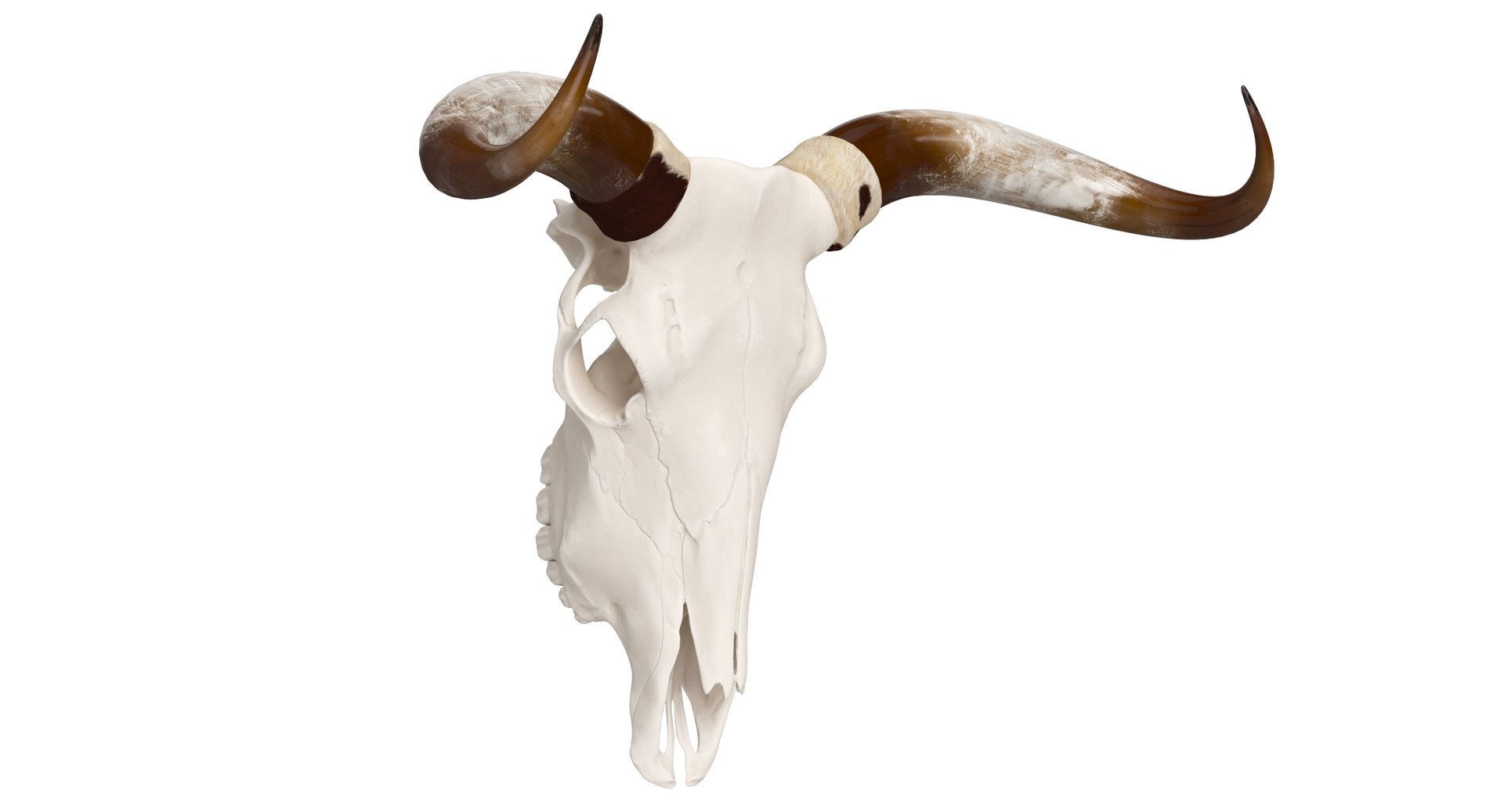 3D Cattle Cow Skull And Horns TurboSquid 2292946