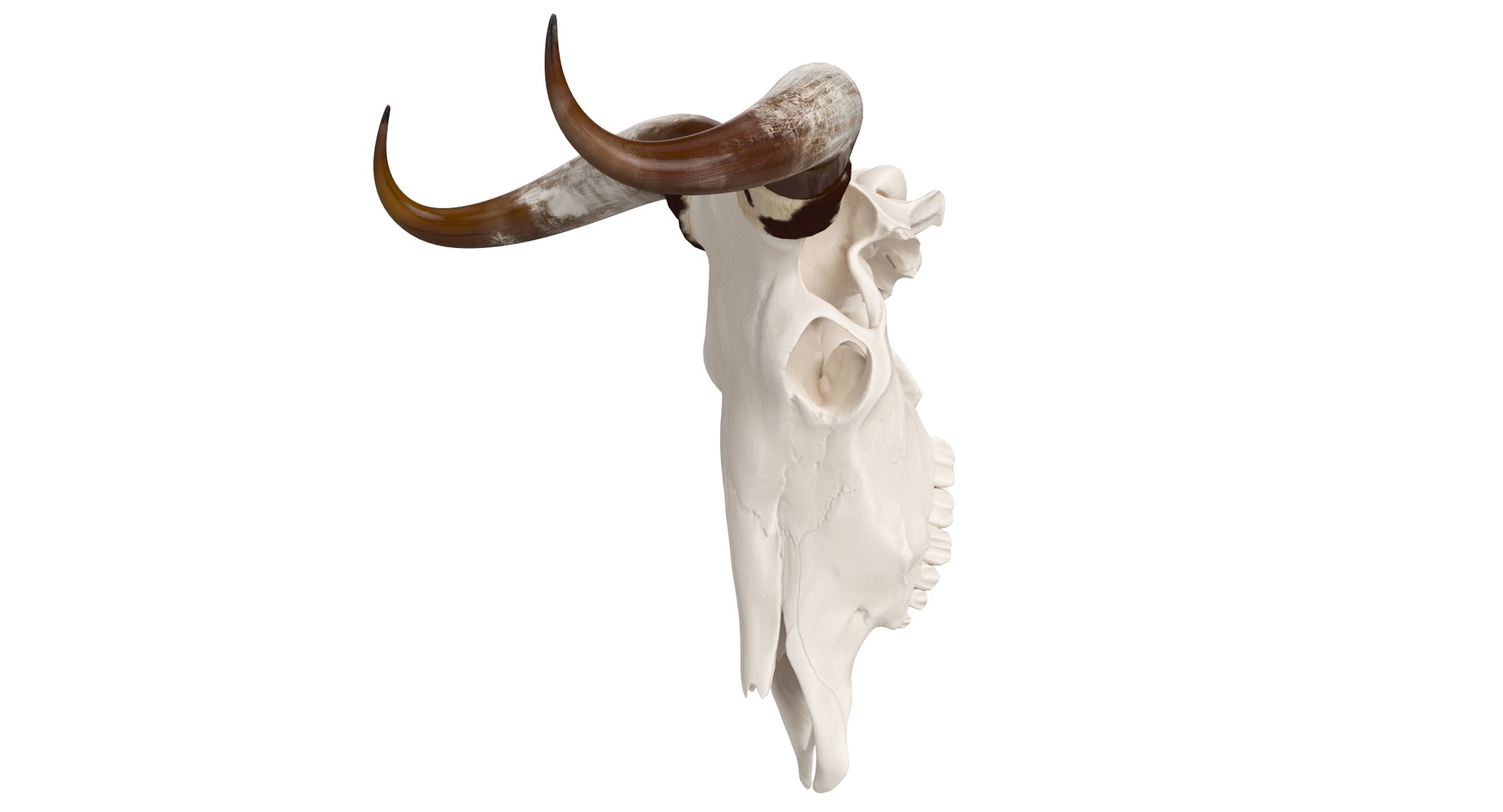 3D Cattle Cow Skull And Horns TurboSquid 2292946
