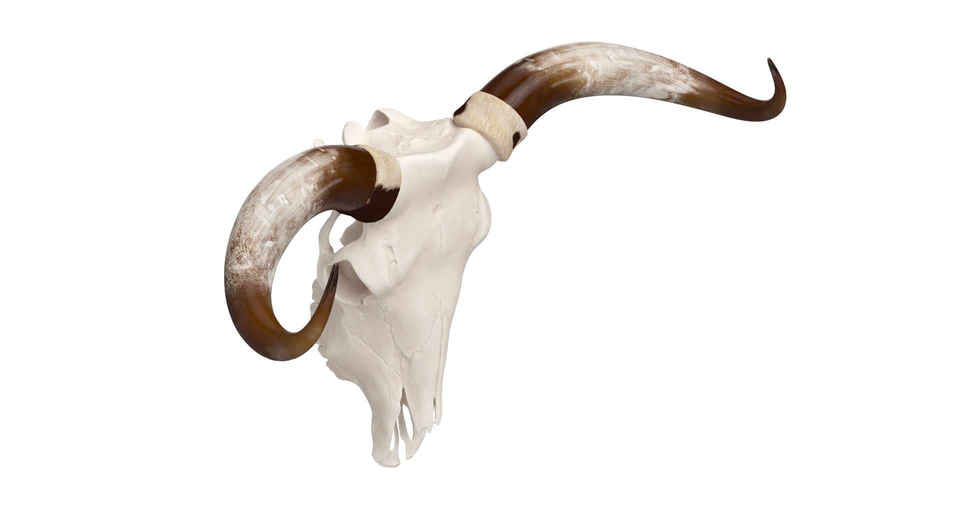 3D Cattle Cow Skull And Horns TurboSquid 2292946