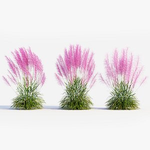 Muhly grass a 3D model