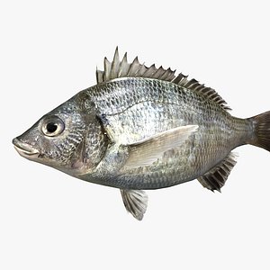 Black Sea Bream - Kurodai - Acanthopagrus schlegelii