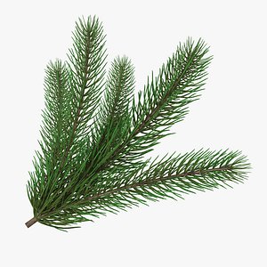 tree fir branch 3D