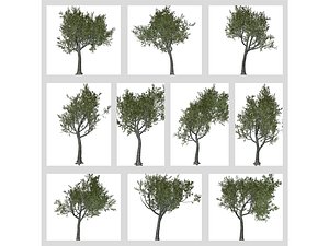 Red Oak Tree Collection 3D model